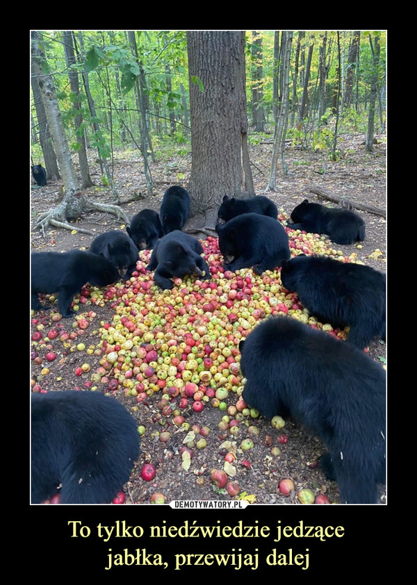 To tylko niedźwiedzie jedzące jabłka, przewijaj dalej –  