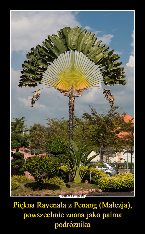 Piękna Ravenala z Penang (Malezja), powszechnie znana jako palma podróżnika