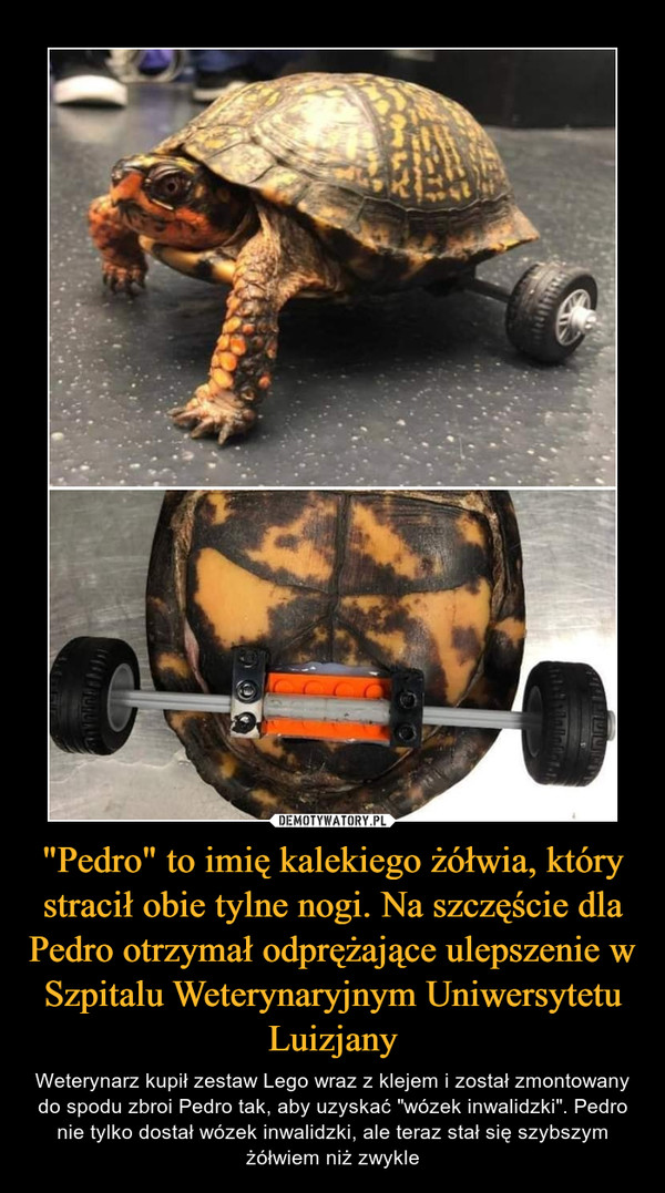 "Pedro" to imię kalekiego żółwia, który stracił obie tylne nogi. Na szczęście dla Pedro otrzymał odprężające ulepszenie w Szpitalu Weterynaryjnym Uniwersytetu Luizjany – Weterynarz kupił zestaw Lego wraz z klejem i został zmontowany do spodu zbroi Pedro tak, aby uzyskać "wózek inwalidzki". Pedro nie tylko dostał wózek inwalidzki, ale teraz stał się szybszym żółwiem niż zwykle 