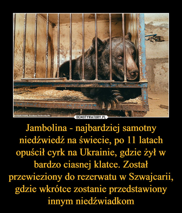 Jambolina - najbardziej samotny niedźwiedź na świecie, po 11 latach opuścił cyrk na Ukrainie, gdzie żył w bardzo ciasnej klatce. Został przewieziony do rezerwatu w Szwajcarii, gdzie wkrótce zostanie przedstawiony innym niedźwiadkom –  