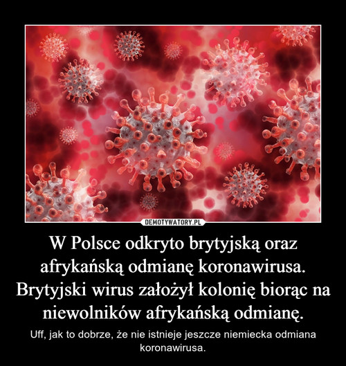 W Polsce odkryto brytyjską oraz afrykańską odmianę koronawirusa. Brytyjski wirus założył kolonię biorąc na niewolników afrykańską odmianę.