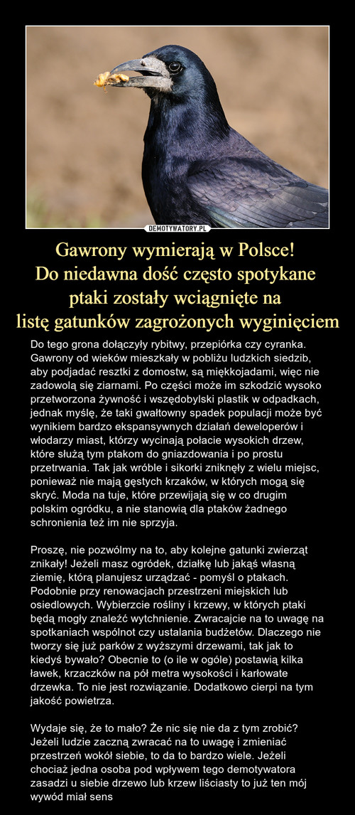 Gawrony wymierają w Polsce! 
Do niedawna dość często spotykane 
ptaki zostały wciągnięte na 
listę gatunków zagrożonych wyginięciem