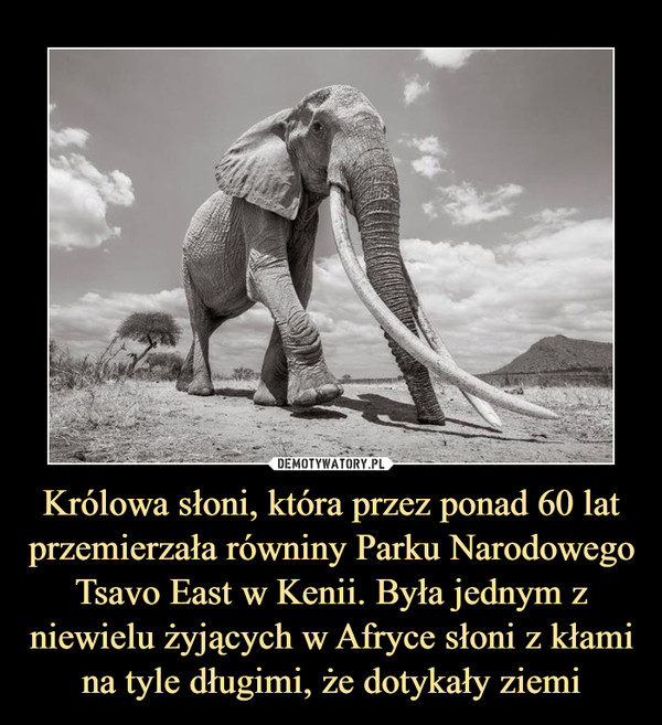 Królowa słoni, która przez ponad 60 lat przemierzała równiny Parku Narodowego Tsavo East w Kenii. Była jednym z niewielu żyjących w Afryce słoni z kłami na tyle długimi, że dotykały ziemi