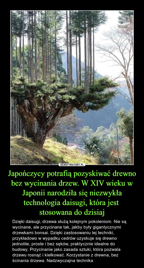Japończycy potrafią pozyskiwać drewno bez wycinania drzew. W XIV wieku w Japonii narodziła się niezwykła technologia daisugi, która jest stosowana do dzisiaj – Dzięki daisugi, drzewa służą kolejnym pokoleniom. Nie są wycinane, ale przycinane tak, jakby były gigantycznymi drzewkami bonsai. Dzięki zastosowaniu tej techniki, przykładowo w wypadku cedrów uzyskuje się drewno jednolite, proste i bez sęków, praktycznie idealne do budowy. Przycinanie jako zasada sztuki, która pozwala drzewu rosnąć i kiełkować. Korzystanie z drewna, bez ścinania drzewa. Nadzwyczajna technika 