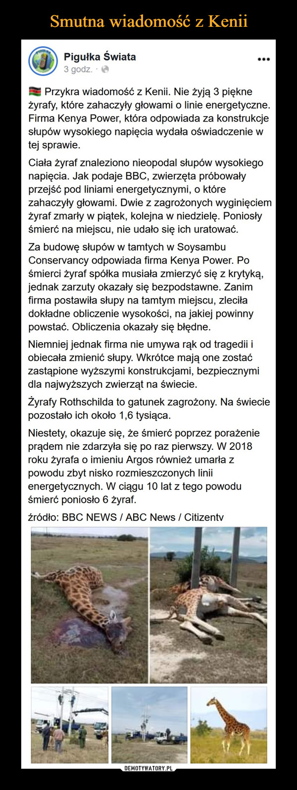  –  Smutna wiadomość z KeniiPigułka Świata3 godz. O...Przykra wiadomość z Kenii. Nie żyją 3 piękneżyrafy, które zahaczyły głowami o linie energetyczne.Firma Kenya Power, która odpowiada za konstrukcjesłupów wysokiego napięcia wydała oświadczenie wtej sprawie.Ciała żyraf znaleziono nieopodal słupów wysokiegonapięcia. Jak podaje BBC, zwierzęta próbowałyprzejść pod liniami energetycznymi, o którezahaczyły głowami. Dwie z zagrożonych wyginięciemżyraf zmarły w piątek, kolejna w niedzielę. Poniosłyśmierć na miejscu, nie udało się ich uratowaćZa budowę słupów w tamtych w SoysambuConservancy odpowiada firma Kenya Power. Pośmierci żyraf spółka musiała zmierzyć się z krytyką,jednak zarzuty okazały się bezpodstawne. Zanimfirma postawiła słupy na tamtym miejscu, zleciładokładne obliczenie wysokości, na jakiej powinnypowstać. Obliczenia okazały się błędne.Niemniej jednak firma nie umywa rąk od tragedii iobiecała zmienić słupy. Wkrótce mają one zostaćzastąpione wyższymi konstrukcjami, bezpiecznymidla najwyższych zwierząt na świecie.Żyrafy Rothschilda to gatunek zagrożony. Na świeciepozostało ich około 1,6 tysiąca.Niestety, okazuje się, że śmierć poprzez porażenieprądem nie zdarzyła się po raz pierwszy. W 2018roku żyrafa o imieniu Argos również umarła zpowodu zbyt nisko rozmieszczonych liniienergetycznych. W ciągu 10 lat z tego powoduśmierć poniosło 6 żyraf.źródło: BBC NEWS / ABC News / CitizentvDEMOTYWATORY.PL