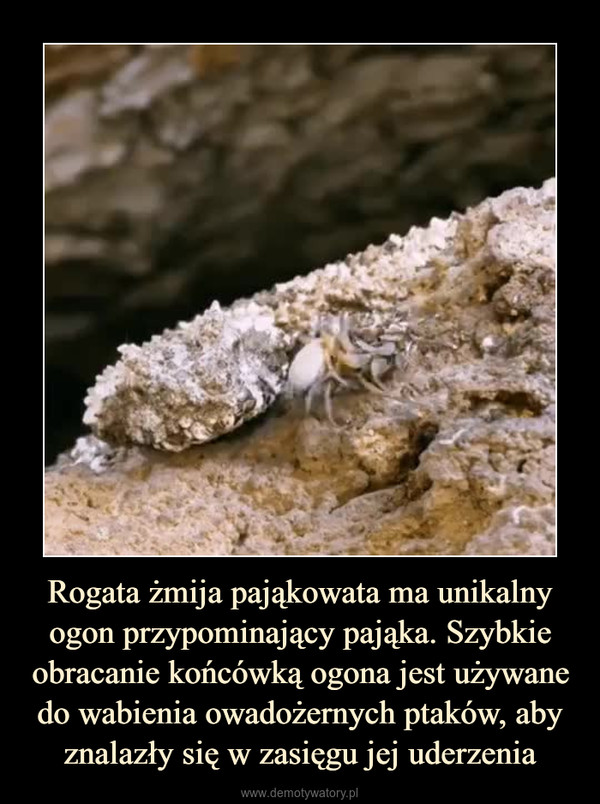 Rogata żmija pająkowata ma unikalny ogon przypominający pająka. Szybkie obracanie końcówką ogona jest używane do wabienia owadożernych ptaków, aby znalazły się w zasięgu jej uderzenia –  
