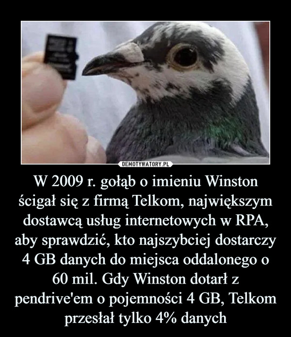 W 2009 r. gołąb o imieniu Winston ścigał się z firmą Telkom, największym dostawcą usług internetowych w RPA, aby sprawdzić, kto najszybciej dostarczy 4 GB danych do miejsca oddalonego o 60 mil. Gdy Winston dotarł z pendrive'em o pojemności 4 GB, Telkom przesłał tylko 4% danych