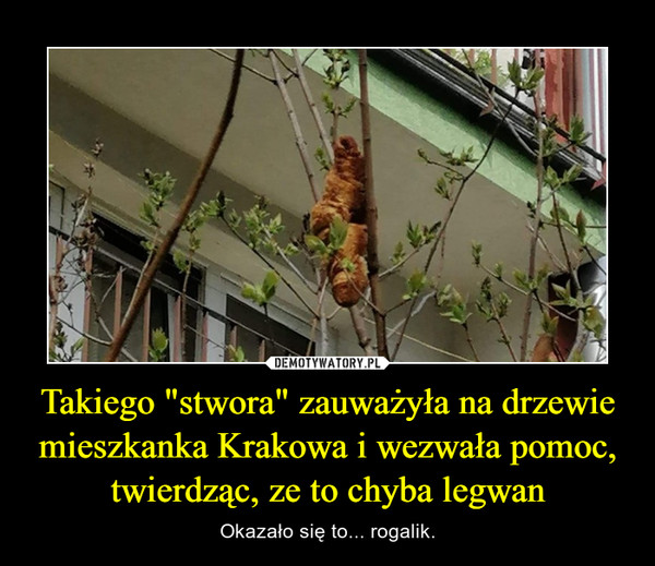 Takiego "stwora" zauważyła na drzewie mieszkanka Krakowa i wezwała pomoc, twierdząc, ze to chyba legwan – Okazało się to... rogalik. 