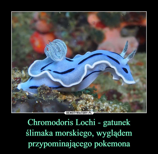 Chromodoris Lochi - gatunekślimaka morskiego, wyglądemprzypominającego pokemona –  