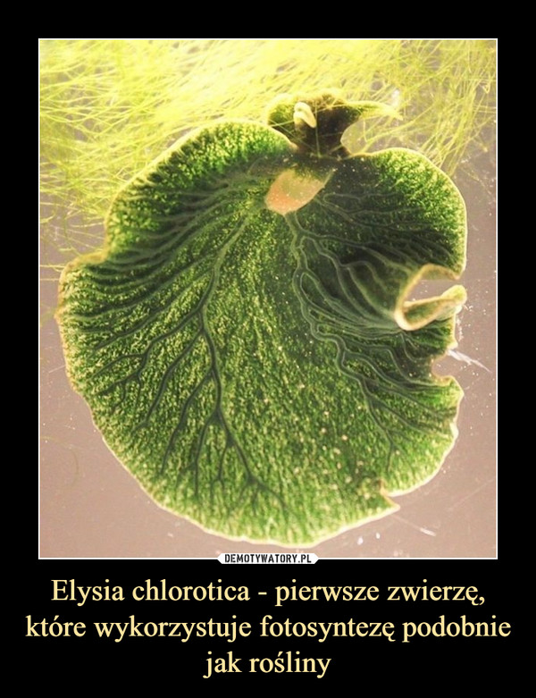 Elysia chlorotica - pierwsze zwierzę, które wykorzystuje fotosyntezę podobnie jak rośliny