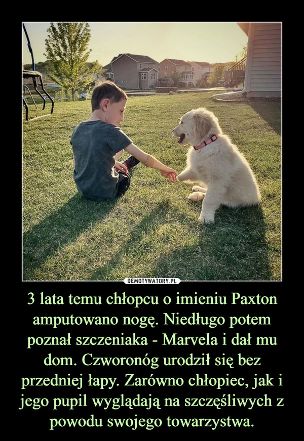 3 lata temu chłopcu o imieniu Paxton amputowano nogę. Niedługo potem poznał szczeniaka - Marvela i dał mu dom. Czworonóg urodził się bez przedniej łapy. Zarówno chłopiec, jak i jego pupil wyglądają na szczęśliwych z powodu swojego towarzystwa. –  