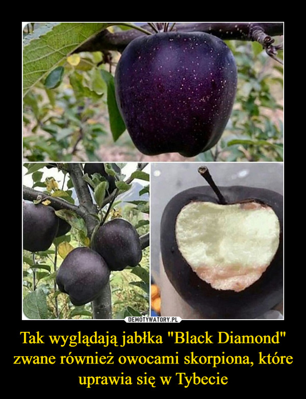 Tak wyglądają jabłka "Black Diamond" zwane również owocami skorpiona, które uprawia się w Tybecie –  