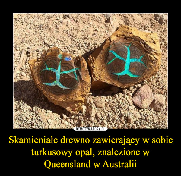 Skamieniałe drewno zawierający w sobie turkusowy opal, znalezione w Queensland w Australii