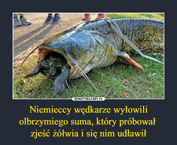 Niemieccy wędkarze wyłowili olbrzymiego suma, który próbował 
zjeść żółwia i się nim udławił