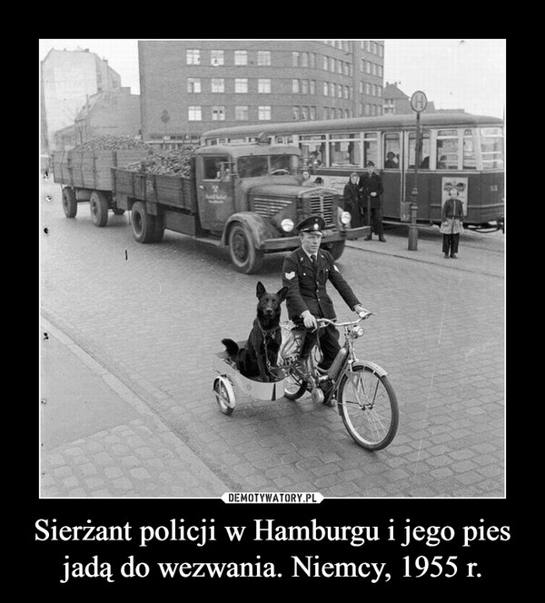 Sierżant policji w Hamburgu i jego pies jadą do wezwania. Niemcy, 1955 r. –  