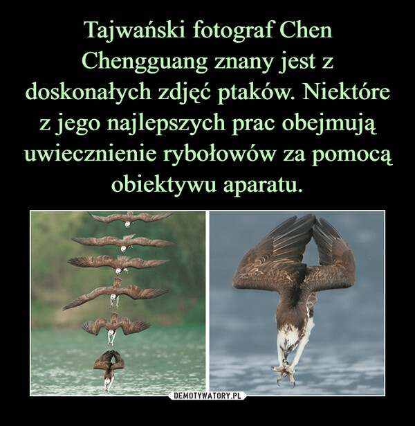 Tajwański fotograf Chen Chengguang znany jest z doskonałych zdjęć ptaków. Niektóre z jego najlepszych prac obejmują uwiecznienie rybołowów za pomocą obiektywu aparatu.