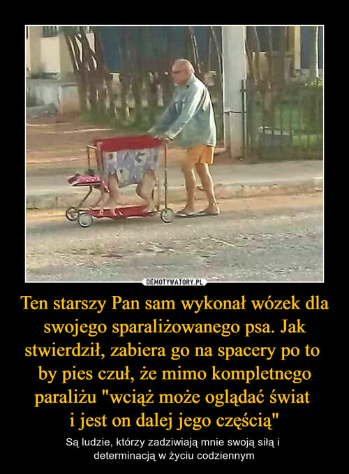 Ten starszy Pan sam wykonał wózek dla swojego sparaliżowanego psa. Jak stwierdził, zabiera go na spacery po to 
by pies czuł, że mimo kompletnego paraliżu "wciąż może oglądać świat 
i jest on dalej jego częścią"