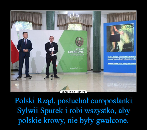 Polski Rząd, posłuchał europosłanki Sylwii Spurek i robi wszystko, aby polskie krowy, nie były gwałcone. –  