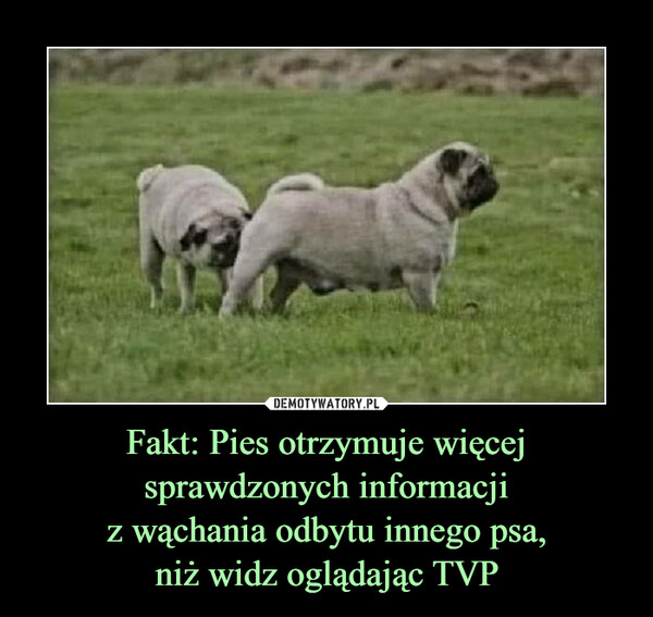 Fakt: Pies otrzymuje więcej sprawdzonych informacji
z wąchania odbytu innego psa,
niż widz oglądając TVP