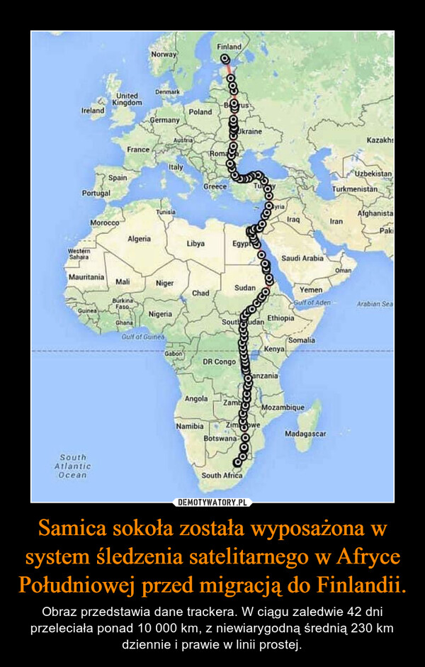 Samica sokoła została wyposażona w system śledzenia satelitarnego w Afryce Południowej przed migracją do Finlandii. – Obraz przedstawia dane trackera. W ciągu zaledwie 42 dni przeleciała ponad 10 000 km, z niewiarygodną średnią 230 km dziennie i prawie w linii prostej. 