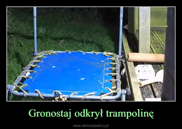 Gronostaj odkrył trampolinę –  