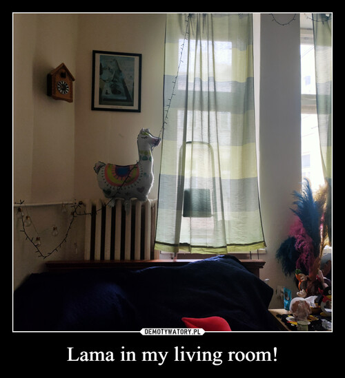Lama in my living room!
