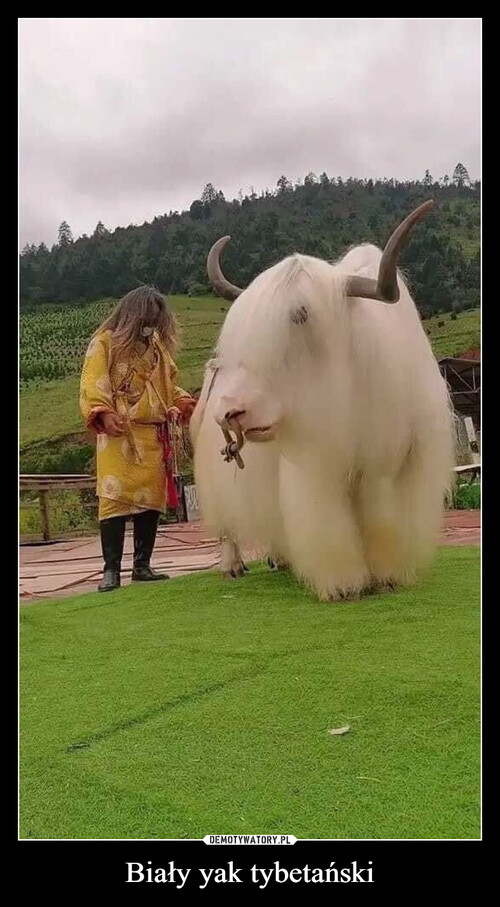 Biały yak tybetański