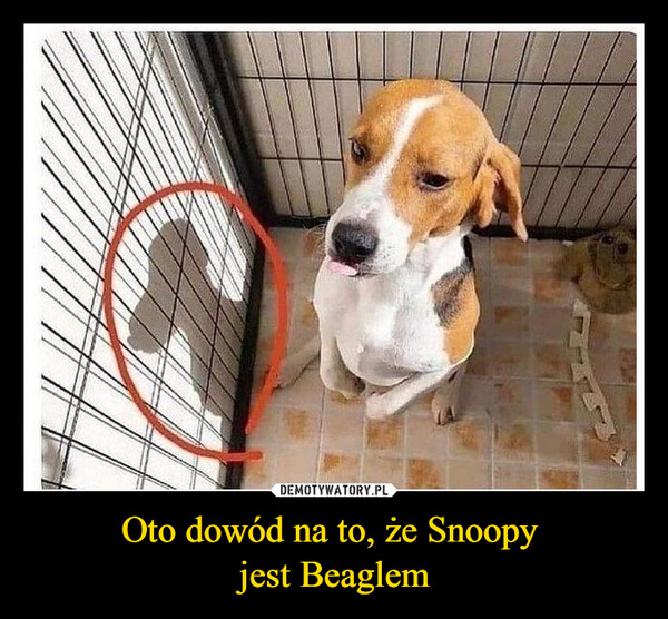 Oto dowód na to, że Snoopy jest Beaglem –  