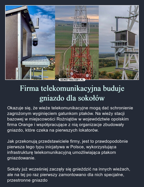 Firma telekomunikacyjna budujegniazdo dla sokołów – Okazuje się, że wieże telekomunikacyjne mogą dać schronienie zagrożonym wyginięciem gatunkom ptaków. Na wieży stacji bazowej w miejscowości Rożniątów w województwie opolskim firma Orange i współpracujące z nią organizacje zbudowały gniazdo, które czeka na pierwszych lokatorów.Jak przekonują przedstawiciele firmy, jest to prawdopodobnie pierwsza tego typu inicjatywa w Polsce, wykorzystująca infrastrukturę telekomunikacyjną umożliwiająca ptakom gniazdowanie.Sokoły już wcześniej zaczęły się gnieździć na innych wieżach, ale na tej po raz pierwszy zamontowano dla nich specjalne, przestronne gniazdo 