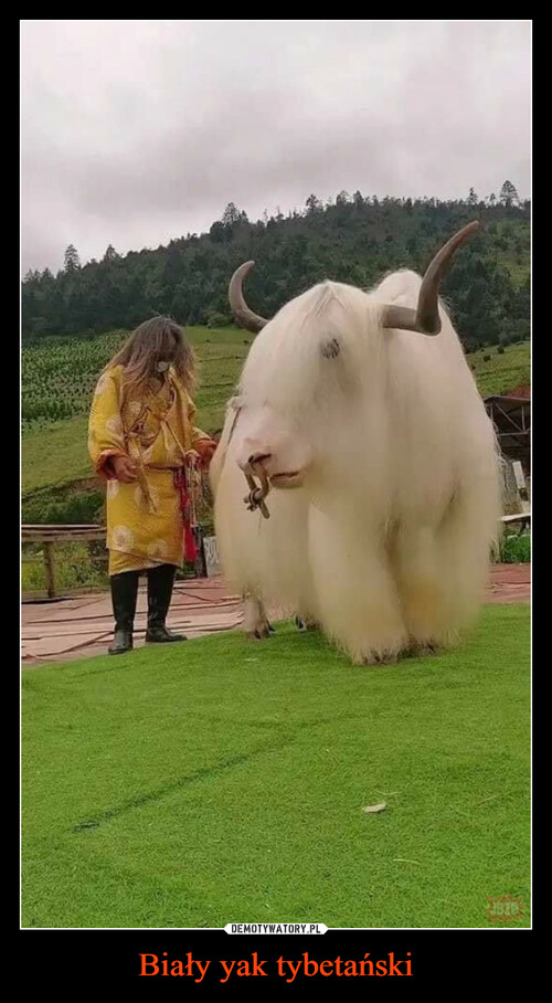 Biały yak tybetański