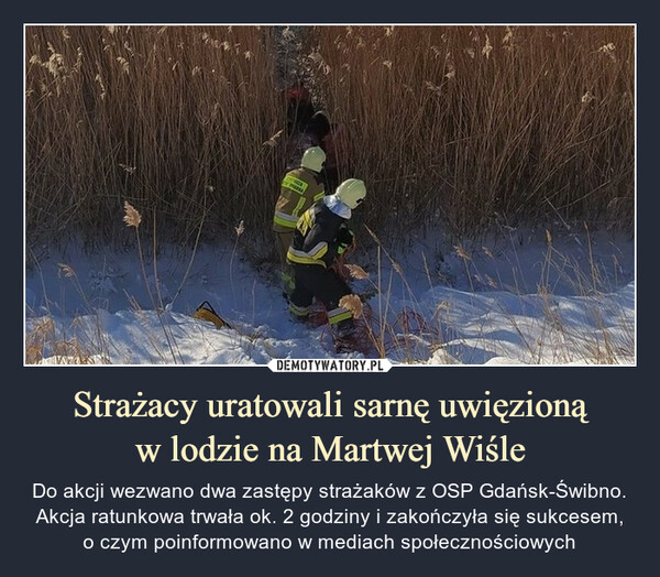 Strażacy uratowali sarnę uwięzionąw lodzie na Martwej Wiśle – Do akcji wezwano dwa zastępy strażaków z OSP Gdańsk-Świbno.Akcja ratunkowa trwała ok. 2 godziny i zakończyła się sukcesem, o czym poinformowano w mediach społecznościowych Do akcji wezwano dwa zastępy strażaków z OSP Gdańsk-Świbno.Akcja ratunkowa trwała ok. 2 godziny i zakończyła się sukcesem, o czym poinformowano w mediach społecznościowych
