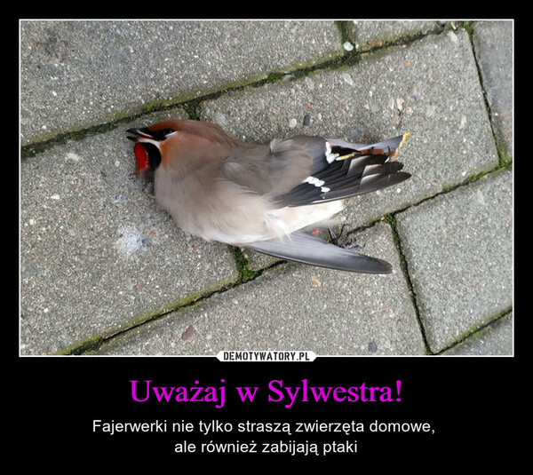 Uważaj w Sylwestra! – Fajerwerki nie tylko straszą zwierzęta domowe, ale również zabijają ptaki 