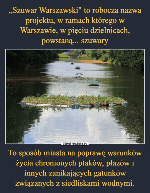 „Szuwar Warszawski" to robocza nazwa projektu, w ramach którego w Warszawie, w pięciu dzielnicach, powstaną... szuwary To sposób miasta na poprawę warunków życia chronionych ptaków, płazów i innych zanikających gatunków związanych z siedliskami wodnymi.