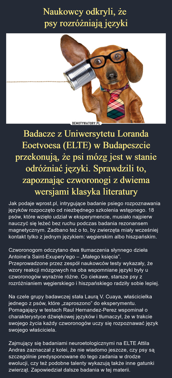 Badacze z Uniwersytetu Loranda Eoetvoesa (ELTE) w Budapeszcie przekonują, że psi mózg jest w stanie odróżniać języki. Sprawdzili to, zapoznając czworonogi z dwiema wersjami klasyka literatury – Jak podaje wprost.pl, intrygujące badanie psiego rozpoznawania języków rozpoczęto od niezbędnego szkolenia wstępnego. 18 psów, które wzięło udział w eksperymencie, musiało najpierw nauczyć się leżeć bez ruchu podczas badania rezonansem magnetycznym. Zadbano też o to, by zwierzęta miały wcześniej kontakt tylko z jednym językiem: węgierskim albo hiszpańskim.Czworonogom odczytano dwa tłumaczenia słynnego dzieła Antoine'a Saint-Exupery'ego – „Małego księcia”. Przeprowadzone przez zespół naukowców testy wykazały, że wzory reakcji mózgowych na oba wspomniane języki były u czworonogów wyraźnie różne. Co ciekawe, starsze psy z rozróżnianiem węgierskiego i hiszpańskiego radziły sobie lepiej.Na czele grupy badawczej stała Laurą V. Cuaya, właścicielka jednego z psów, które „zaproszono” do eksperymentu. Pomagający w testach Raul Hernandez-Perez wspominał o charakterystyce dźwiękowej języków i tłumaczył, że w trakcie swojego życia każdy czworonogów uczy się rozpoznawać język swojego właściciela.Zajmujący się badaniami neuroetologicznymi na ELTE Attila Andras zaznaczał z kolei, że nie wiadomo jeszcze, czy psy są szczególnie predysponowane do tego zadania w drodze ewolucji, czy też podobne talenty wykazują także inne gatunki zwierząt. Zapowiedział dalsze badania w tej materii. Jak podaje wprost.pl, intrygujące badanie psiego rozpoznawania języków rozpoczęto od niezbędnego szkolenia wstępnego. 18 psów, które wzięło udział w eksperymencie, musiało najpierw nauczyć się leżeć bez ruchu podczas badania rezonansem magnetycznym. Zadbano też o to, by zwierzęta miały wcześniej kontakt tylko z jednym językiem: węgierskim albo hiszpańskim.Czworonogom odczytano dwa tłumaczenia słynnego dzieła Antoine'a Saint-Exupery'ego – „Małego księcia”. Przeprowadzone przez zespół naukowców testy wykazały, że wzory reakcji mózgowych na oba wspomniane języki były u czworonogów wyraźnie różne. Co ciekawe, starsze psy z rozróżnianiem węgierskiego i hiszpańskiego radziły sobie lepiej.Na czele grupy badawczej stała Laurą V. Cuaya, właścicielka jednego z psów, które „zaproszono” do eksperymentu. Pomagający w testach Raul Hernandez-Perez wspominał o charakterystyce dźwiękowej języków i tłumaczył, że w trakcie swojego życia każdy czworonogów uczy się rozpoznawać język swojego właściciela.Zajmujący się badaniami neuroetologicznymi na ELTE Attila Andras zaznaczał z kolei, że nie wiadomo jeszcze, czy psy są szczególnie predysponowane do tego zadania w drodze ewolucji, czy też podobne talenty wykazują także inne gatunki zwierząt. Zapowiedział dalsze badania w tej materii.