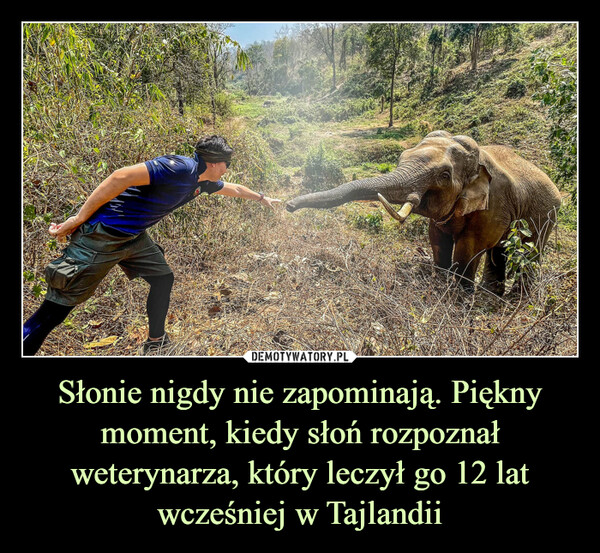 Słonie nigdy nie zapominają. Piękny moment, kiedy słoń rozpoznał weterynarza, który leczył go 12 lat wcześniej w Tajlandii –  