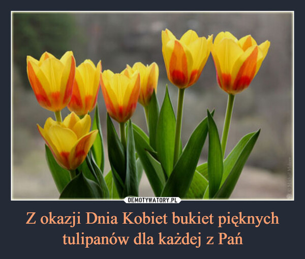 Z okazji Dnia Kobiet bukiet pięknych tulipanów dla każdej z Pań