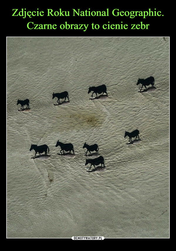 Zdjęcie Roku National Geographic. Czarne obrazy to cienie zebr