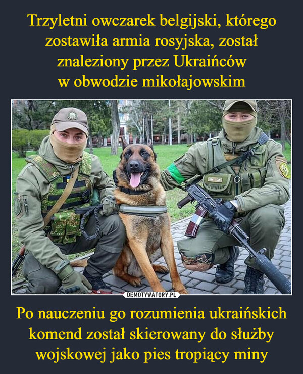 Po nauczeniu go rozumienia ukraińskich komend został skierowany do służby wojskowej jako pies tropiący miny –  