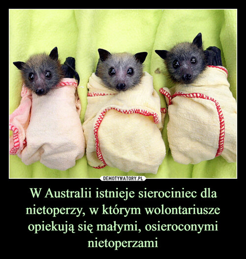 W Australii istnieje sierociniec dla nietoperzy, w którym wolontariusze opiekują się małymi, osieroconymi nietoperzami