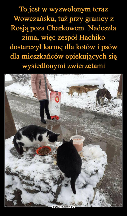 To jest w wyzwolonym teraz Wowczańsku, tuż przy granicy z Rosją poza Charkowem. Nadeszła zima, więc zespół Hachiko dostarczył karmę dla kotów i psów dla mieszkańców opiekujących się wysiedlonymi zwierzętami