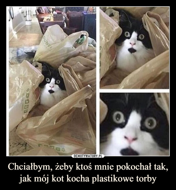 Chciałbym, żeby ktoś mnie pokochał tak, jak mój kot kocha plastikowe torby