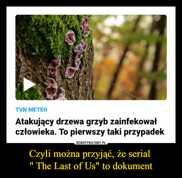 Czyli można przyjąć, że serial " The Last of Us" to dokument –  TVN METEOAtakujący drzewa grzyb zainfekowałczłowieka. To pierwszy taki przypadek