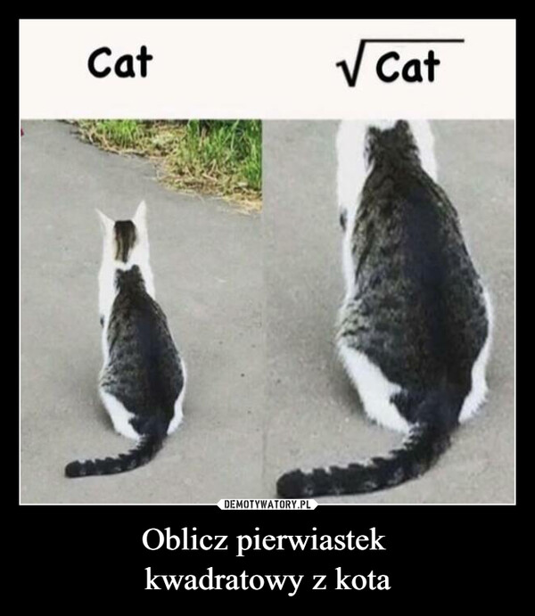 Oblicz pierwiastek kwadratowy z kota –  Cat√ Cat