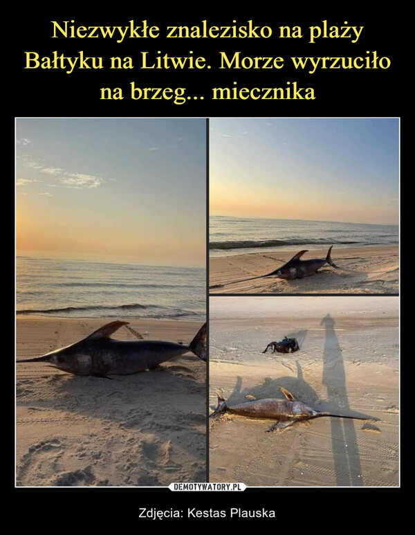 Niezwykłe znalezisko na plaży Bałtyku na Litwie. Morze wyrzuciło na brzeg... miecznika