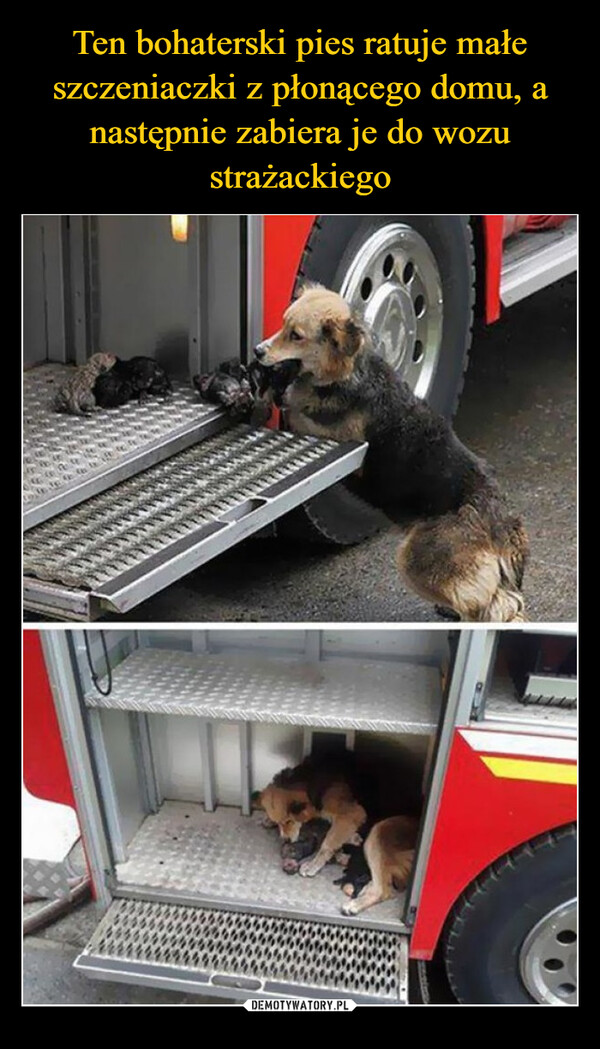 Ten bohaterski pies ratuje małe szczeniaczki z płonącego domu, a następnie zabiera je do wozu strażackiego
