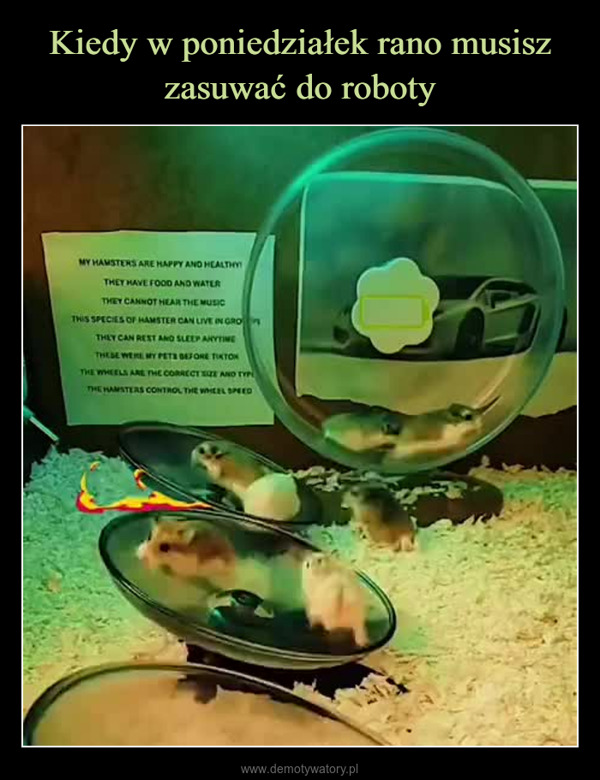  –  MY HAMSTERS ARE HAPPY AND HEALTHYTHEY HAVE FOOD AND WATERTHEY CANNOT HEAR THE MUSICTHIS SPECIES OF HAMSTER CAN LIVE IN GROTHEY CAN REST AND SLEEP ANYTINGTHESE WERE MY PETS BEFORE TIKTONTHE WHEELS ARE THE CORRECT SIZE AND TYPTHE HAMSTERS CONTROL THE WHEEL SPEED