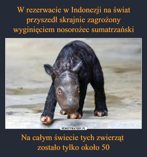 W rezerwacie w Indonezji na świat przyszedł skrajnie zagrożony wyginięciem nosorożec sumatrzański Na całym świecie tych zwierząt 
zostało tylko około 50