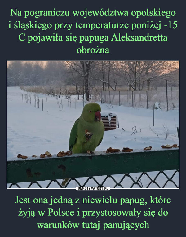 Na pograniczu województwa opolskiego i śląskiego przy temperaturze poniżej -15 C pojawiła się papuga Aleksandretta obrożna Jest ona jedną z niewielu papug, które żyją w Polsce i przystosowały się do warunków tutaj panujących