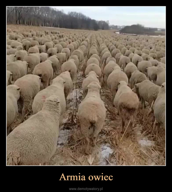 Armia owiec –  
