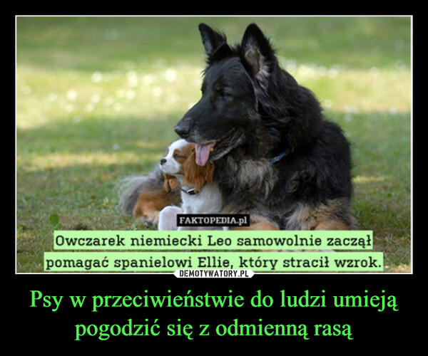 Psy w przeciwieństwie do ludzi umieją pogodzić się z odmienną rasą –  FAKTOPEDIA.plOwczarek niemiecki Leo samowolnie zacząłpomagać spanielowi Ellie, który stracił wzrok.